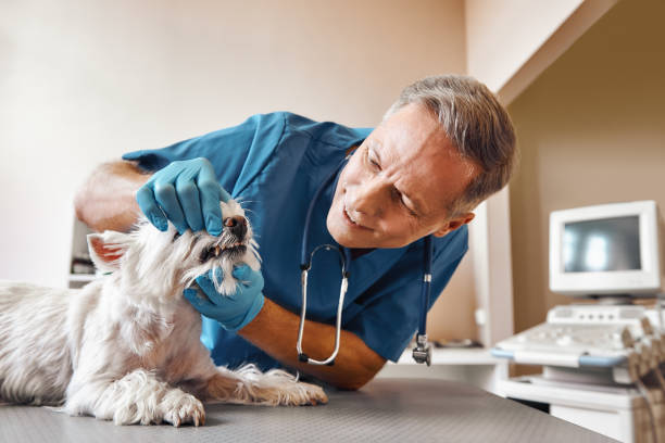  Crab Orchard, WV Emergency Dentist Pros